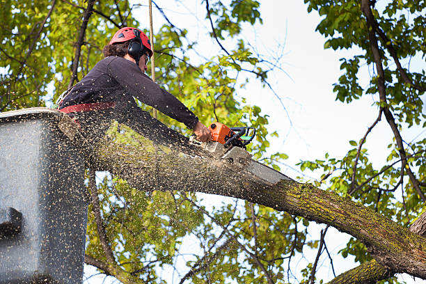 Best Tree Stump Removal  in Moyock, NC